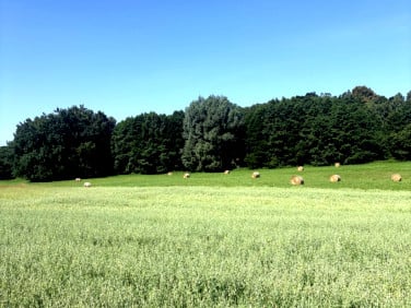 Działka Dobrzewino