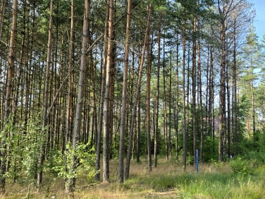 Działka Niesiołowice