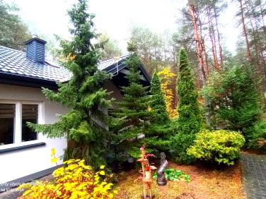 Dom Dobczyn