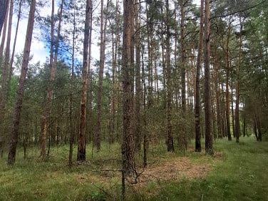 Działka Zębowo