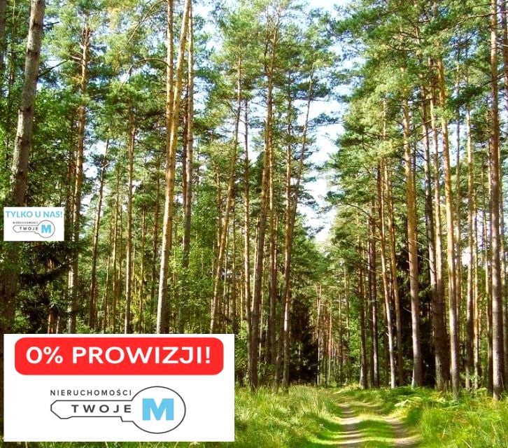 Działka leśna Chmielnik