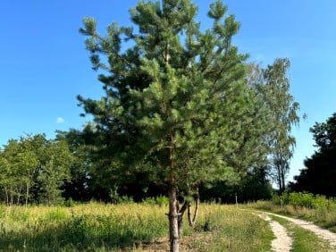 Działka budowlana Żółwin