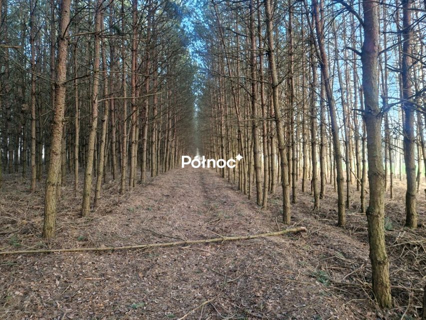 Zdjęcie 3