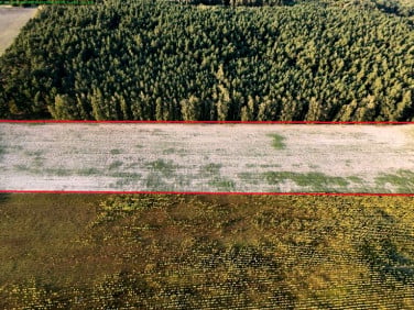 Działka Niemojewko