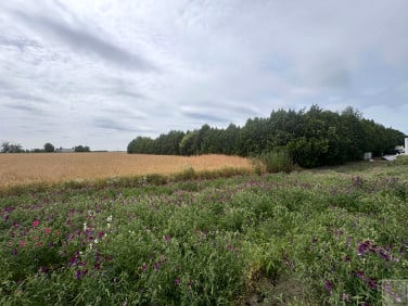 Działka siedliskowa Przecław