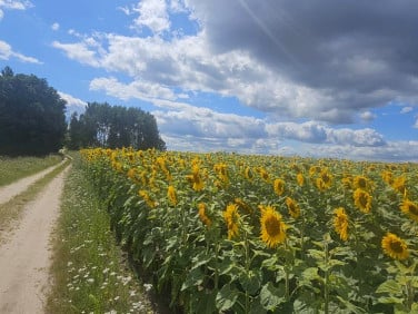 Działka budowlana Nowa Wieś Ujska