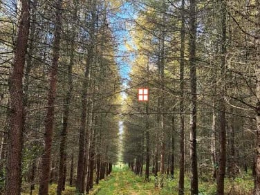 Działka leśna Ruszelczyce