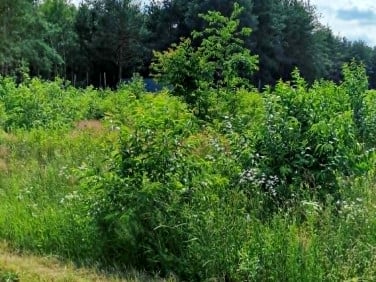 Działka Many