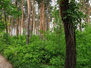 Działka Warszawa