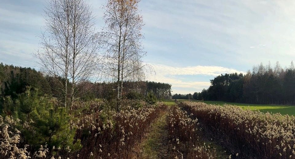 Działka budowlana Kruczy Borek