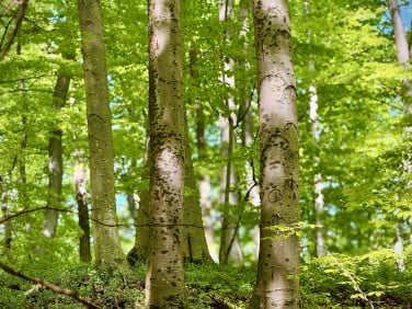 Działka budowlana Koleczkowo