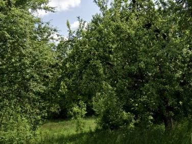 Działka rolno-leśna Oronne