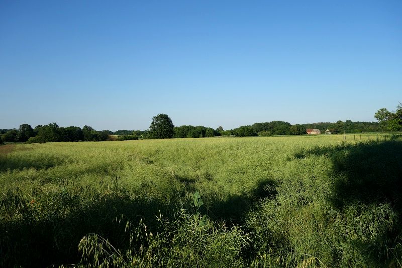 Działka budowlana Siekierowice