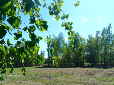 Działka Koryta