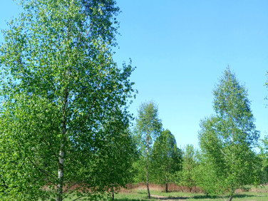 Działka Koryta