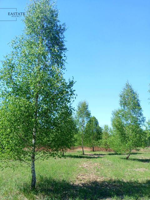 Działka Koryta