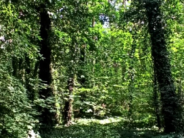 Działka budowlana Zalesie Górne