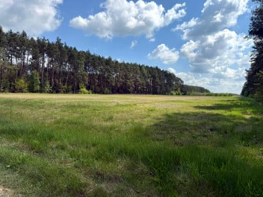 Działka Kurzelów