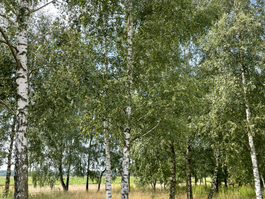 Działka budowlana Nowe Miasto-Folwark