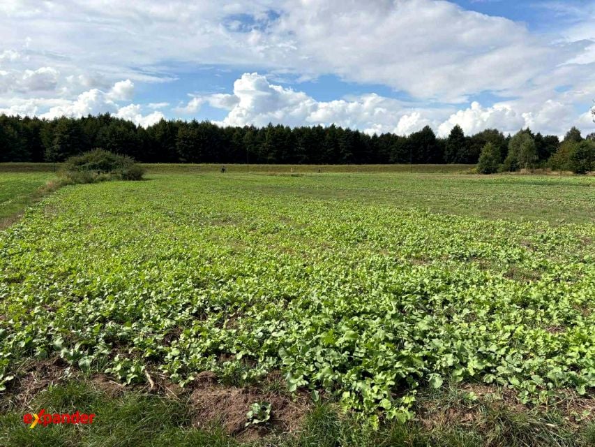 Działka Kalisz