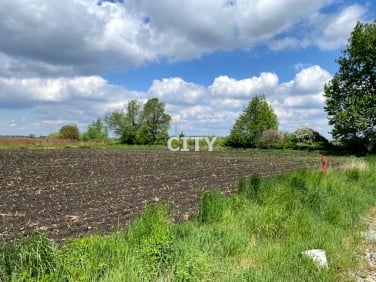 Działka Żórawina