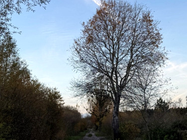Działka budowlana Gruszczyn sprzedam