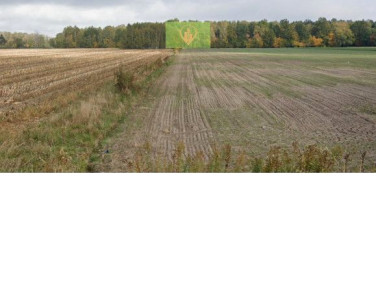 Działka leśna Królewiec