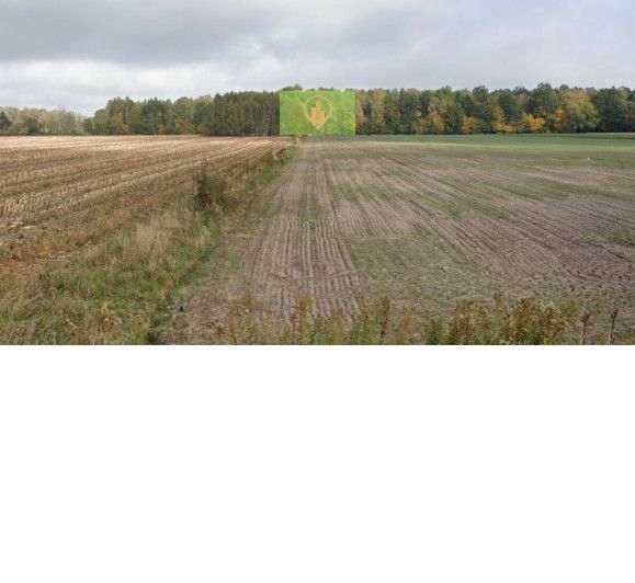 Działka leśna Królewiec