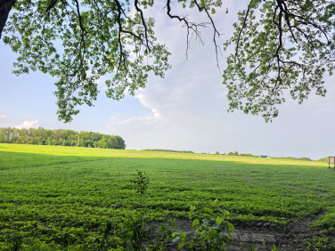Działka Pęchcin