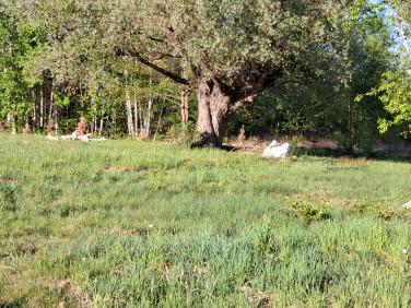 Działka Mikówiec