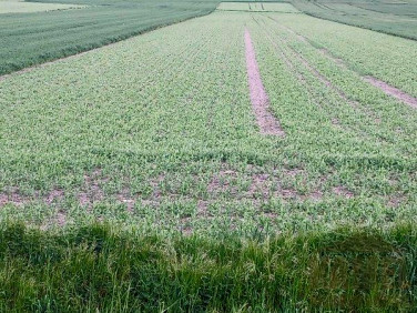 Działka budowlana Opole
