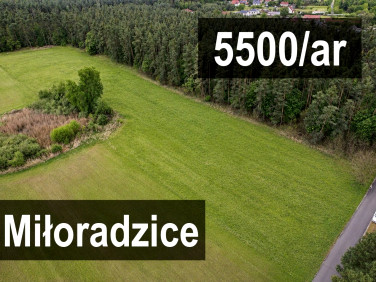 Pusta działka Miłoradzice