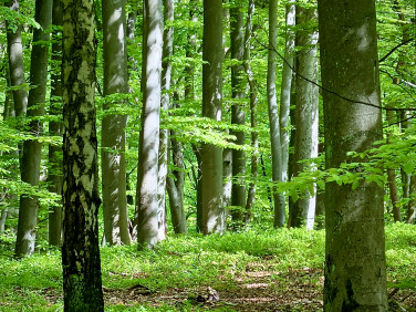 Działka budowlana Koleczkowo