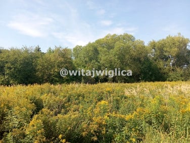 Działka Iwiny