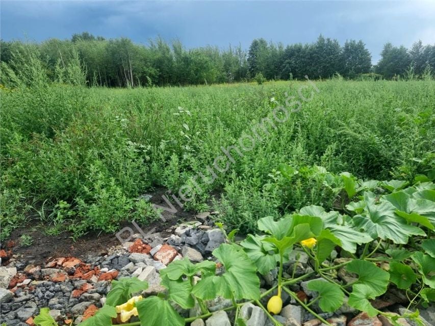 Działka budowlana Dybów-Kolonia