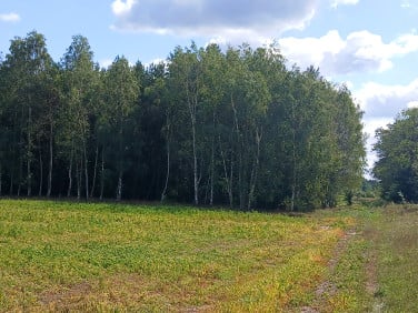 Działka rolno-leśna Krzewiny sprzedam
