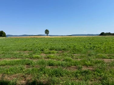 Działka budowlana Przybówka sprzedam