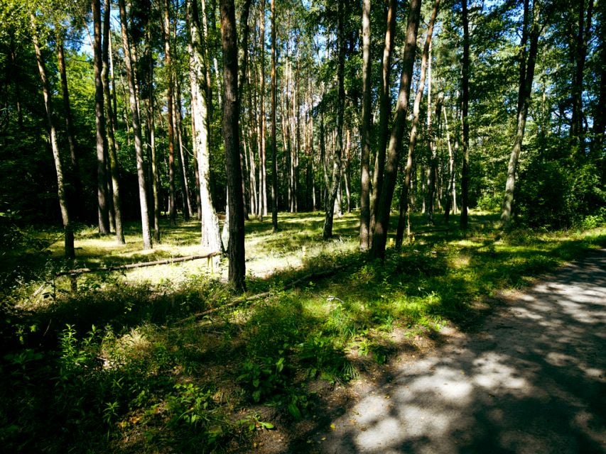 Działka przy lesie