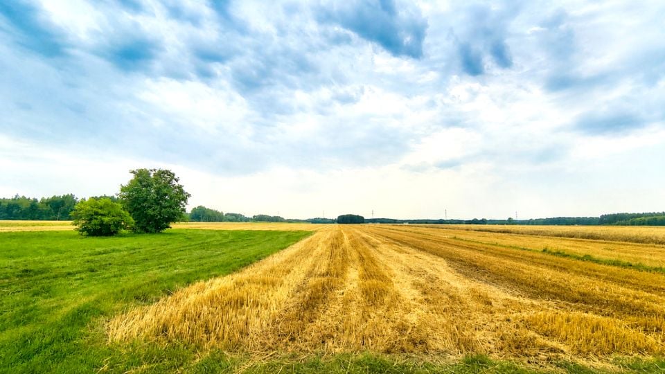 Działka rolna Złoczew