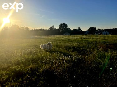 Działka budowlana Chynów sprzedam