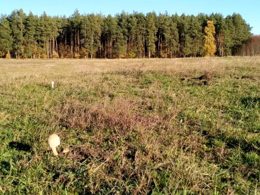Działka Sołtyski