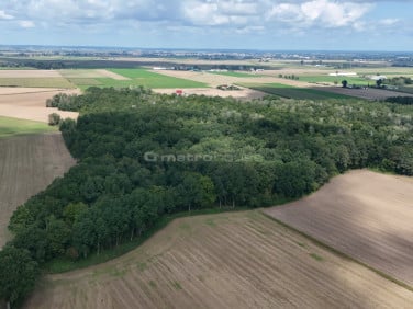 Działka leśna Leszno