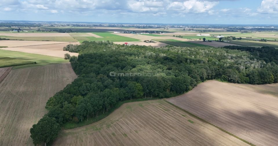 Działka leśna Leszno