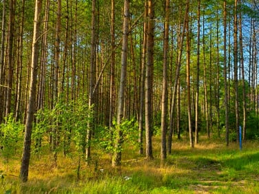 Działka Niesiołowice