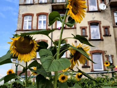 Mieszkanie Poznań