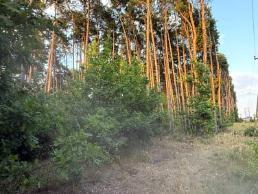 Działka Bilcza