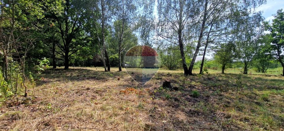 Działka Bielicha