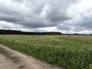Działka rolna Wilamy