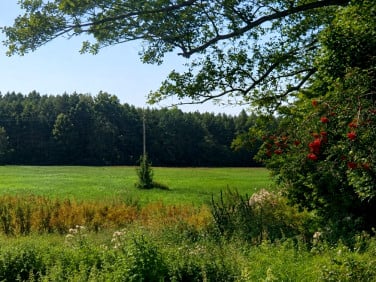 Działka rolna Borsukówka