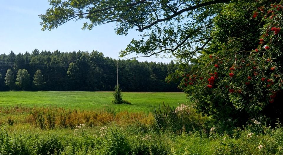 Działka rolna Borsukówka